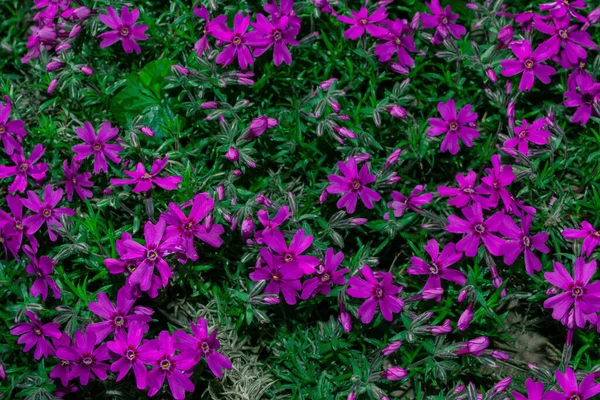 Schöne Dunkle Blüten Phlox Ahle Förmig Lateinisch Phlox Subulata Nahaufnahme — Stockfoto