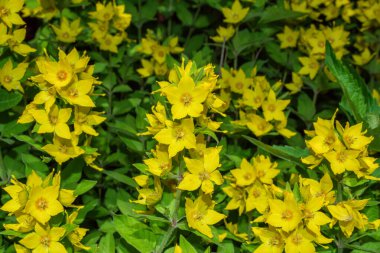 Perennial yaban çiçekleri veya Büyük Loosestrife (Latince: Lysimachia punctata), Primulaceae familyasından bir çiçek türü. Sarı çiçekler kapanıyor. Seçici odaklanma. Yumuşak bulanık arkaplan.