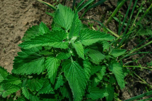 Erva Medicinal Hortelã Limão Hortelã Bergamota Latim Mentha Citrata Jardim — Fotografia de Stock