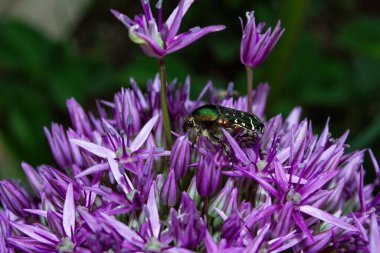 Bahçedeki çiçeklerin üzerindeki yeşil böcek. Mor çiçeklerin üzerinde bulunan altın saman böceği (Cetonia aurata) Hollanda soğanı (Latince: Allium hollandicum), yakından bakın. Seçici odak.