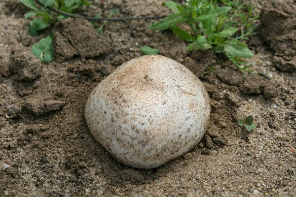 Groddar Champignon Latin Agaricus Trädgården Rund Mössa Ung Svamp Närbild — Stockfoto