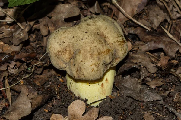 Νεαρός Bolete Ιωδίου Μανιταριού Boletus Impolitus Λατινικά Hemileccinum Impolitum Δάσος — Φωτογραφία Αρχείου