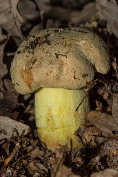 オークの森で野生でキノコを食べる ヨウ素ボレテ Iodine BoleteまたはBoletus Impolitus ラテン語 Hemileccinum Impolitum キノコの密室だ 垂直写真 — ストック写真