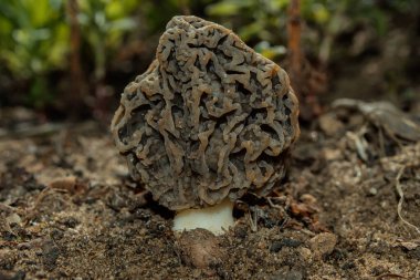 Genel Morel mantarı veya Real Morel (Latince: Morchella esculenta) yakın çekim.