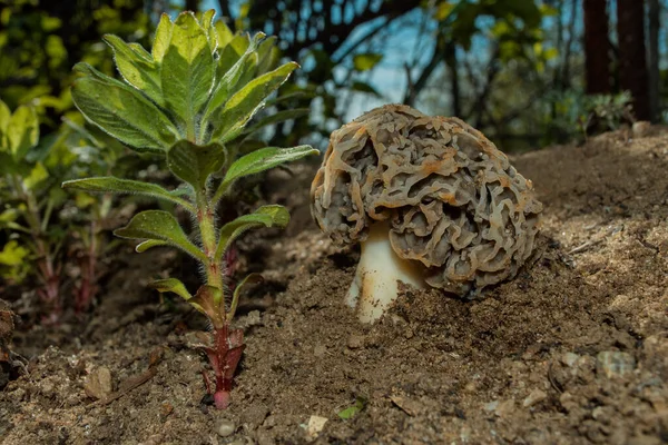 Young Common Morel fungus or Real Morel (Latin: Morchella esculenta) grew up in a flower bed. Mushroom closeup.