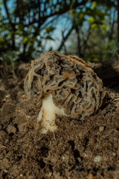 Genç Morel Mantarı Latince Morchella Esculenta Bir Çiçek Tarhında Büyüdü — Stok fotoğraf