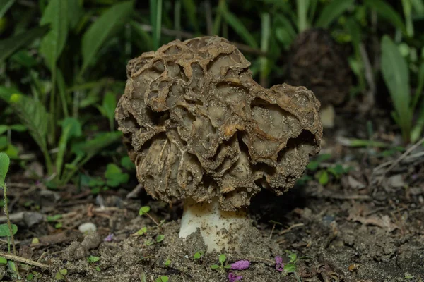 古いコモンモレル菌 ラテン語 Morchella Esculenta は砂で覆われています キノコが閉じます 柔らかい選択的フォーカス — ストック写真