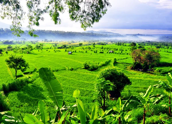 Campos de arroz en terrazas de Bali —  Fotos de Stock