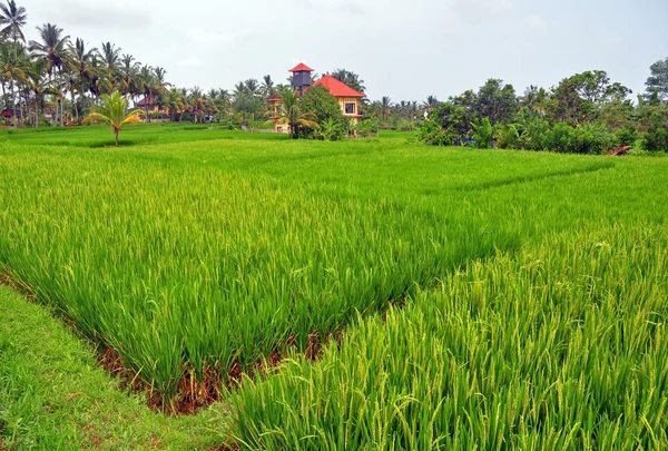 Rýžových polí na terasové Bali — Stock fotografie