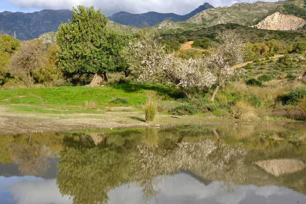 Almond Tree Almond Orchard Blossom Malaga Spain Flowering Almond Trees — Stockfoto