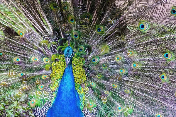 Peafowl Uccello Esotico Con Una Coda Colorata — Foto Stock