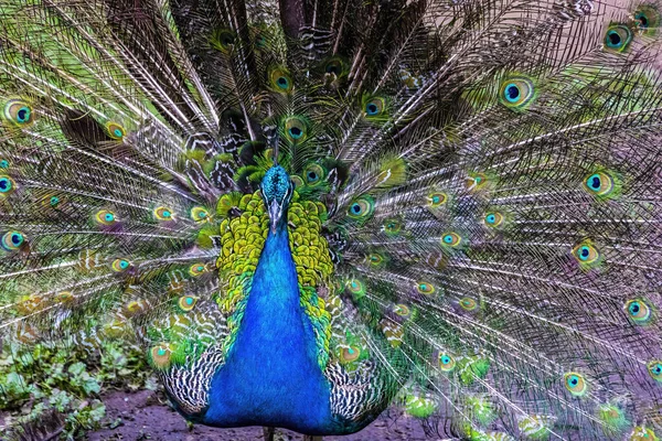 Peafowl Pássaro Exótico Com Uma Cauda Colorida — Fotografia de Stock