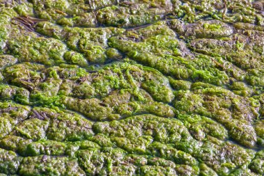 Ördek otu ve balçığı ile yeşil kirli su