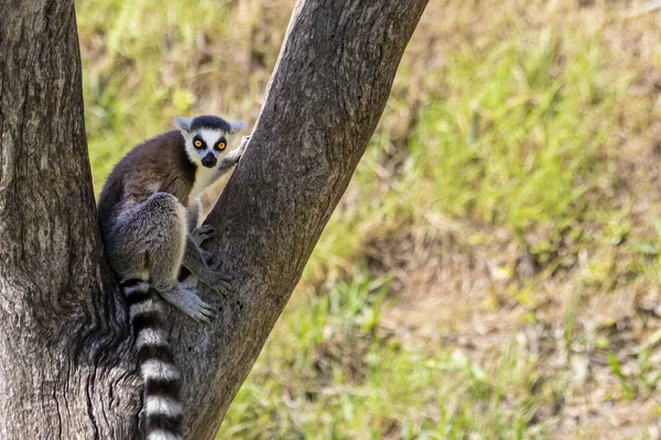 Lemur sivri burunlu ve tipik olarak sadece Madagaskar 'da bulunan uzun kuyruklu bir primattır..