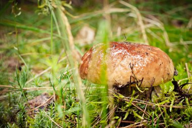 Ormanda beyaz mantar