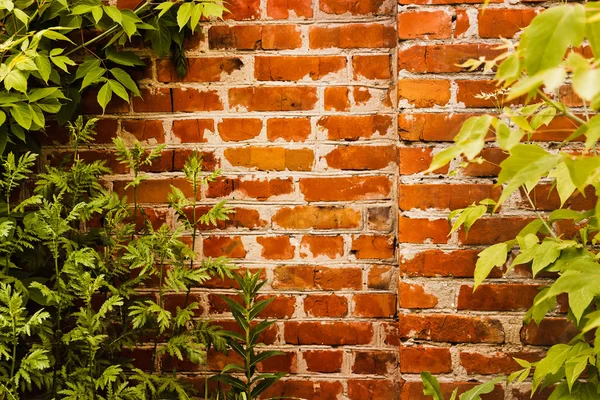Mur z cegły w buszu — Zdjęcie stockowe