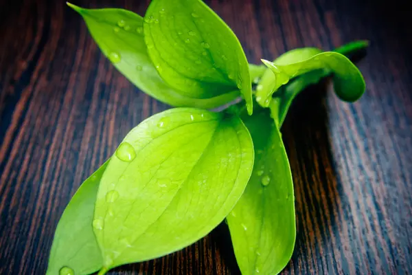 Takje met groene bladeren — Stockfoto