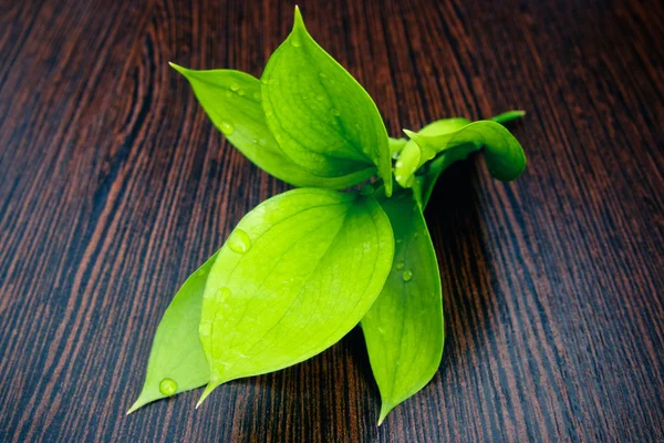 Κλαδάκι με πράσινα φύλλα小枝绿色的叶子 — Φωτογραφία Αρχείου