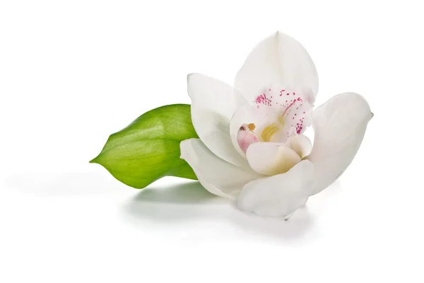 Einzelne weiße Orchidee — Stockfoto