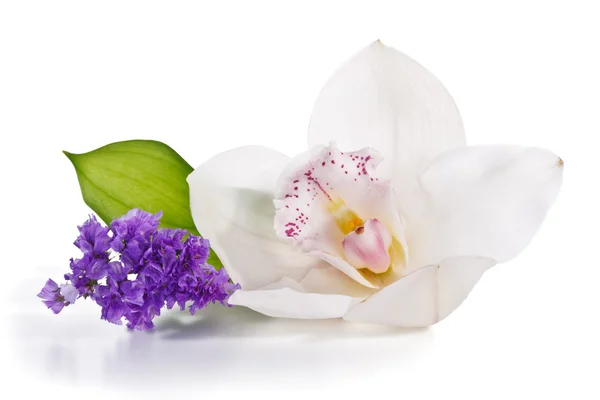 Einzelne weiße Orchidee — Stockfoto