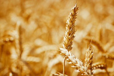 Buğday spikelet bir alanda