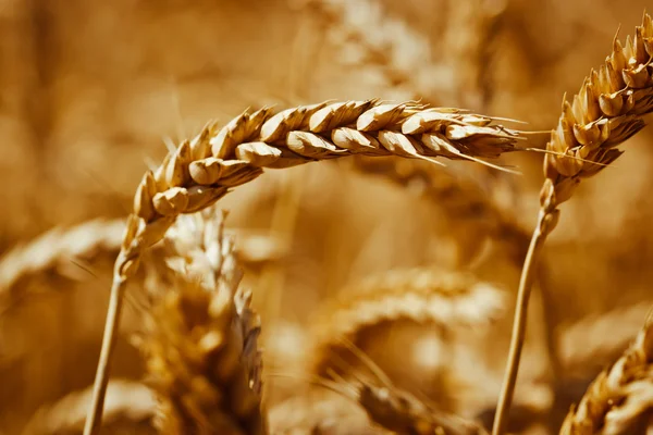 Wheat spikelet in a field — Stock Photo, Image