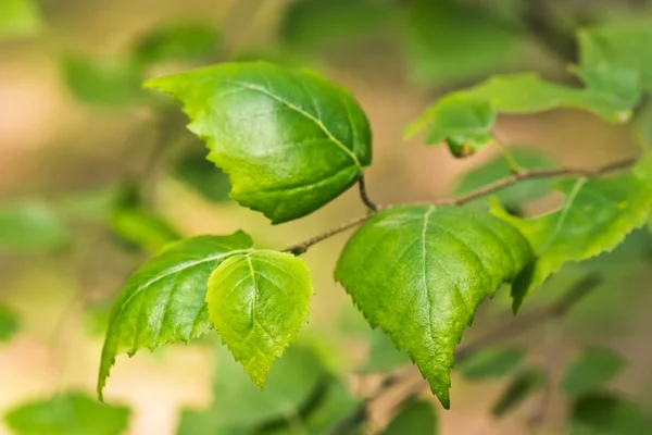 Κλαδάκι με πράσινα φύλλα小枝绿色的叶子 — 图库照片
