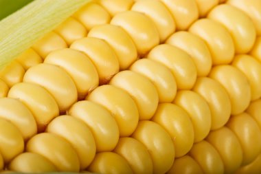 Mısır makro taneleri