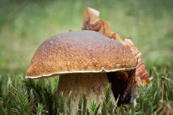 Porcini in the moss — Stock Photo, Image