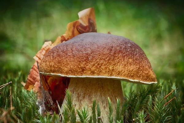 Porcini in the moss — Stock Photo, Image