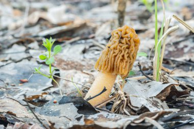 Morel şapkası, buruşuk şapkalı, yenilebilir ilk bahar mantarıdır.