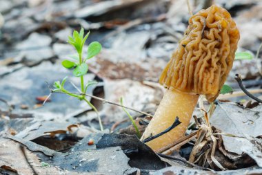 Morel şapkası, buruşuk şapkalı, yenilebilir ilk bahar mantarıdır.