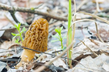 Morel şapkası, buruşuk şapkalı, yenilebilir ilk bahar mantarıdır.