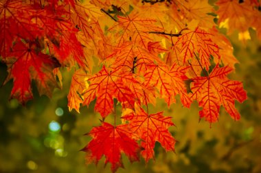 Sonbahar Yaprakları