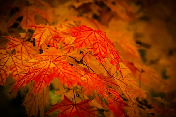 Hojas de otoño — Foto de Stock