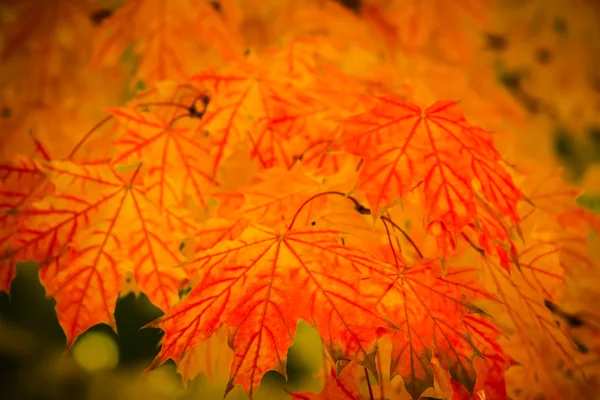 Herfstbladeren — Stockfoto