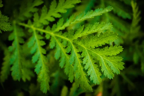 Πράσινα φύλλα της χλόης — Φωτογραφία Αρχείου