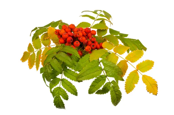 Rowan and leaves — Stock Photo, Image