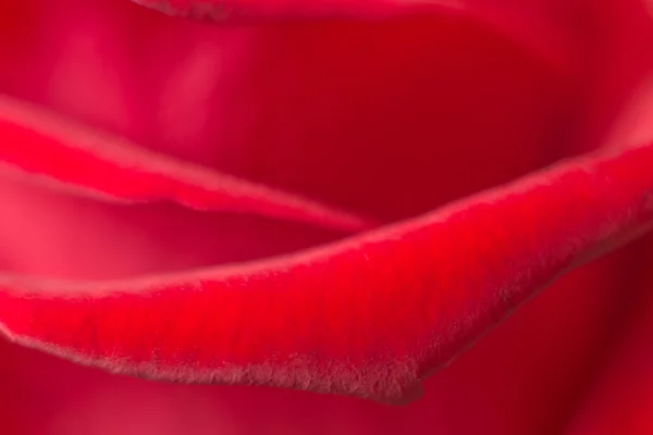Rose de perto — Fotografia de Stock