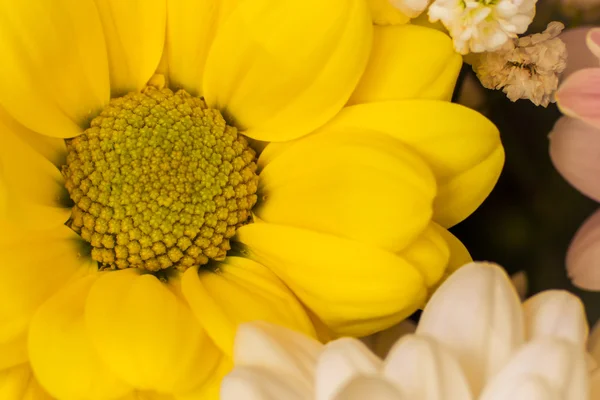 Gelbe Blüte — Stockfoto