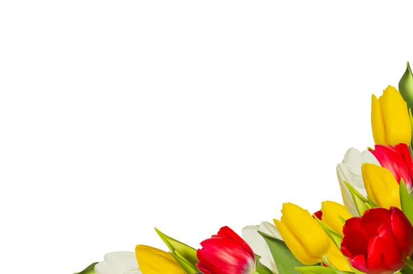 Tulips — Stock Photo, Image