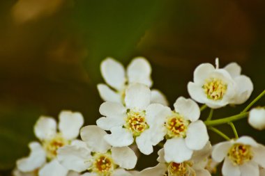 Önümüzdeki kuş kiraz