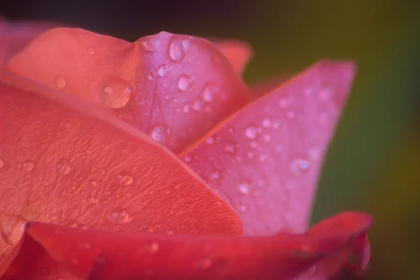 Rosa bagnata — Foto Stock