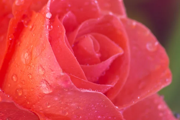 Rosa mojada —  Fotos de Stock