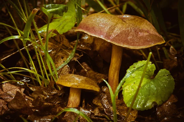 Forest mushroom — Stock Photo, Image