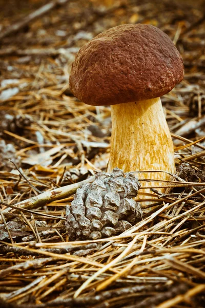 White mushroom — Stock Photo, Image