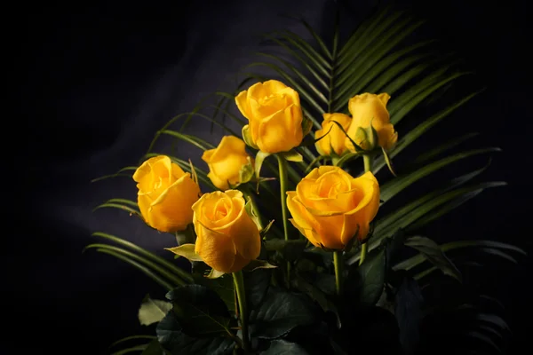Gele rozen — Stockfoto