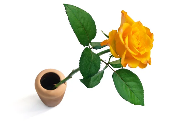 En blomma i en vas — Stockfoto