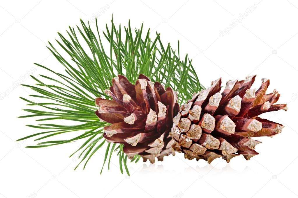 Pine cone