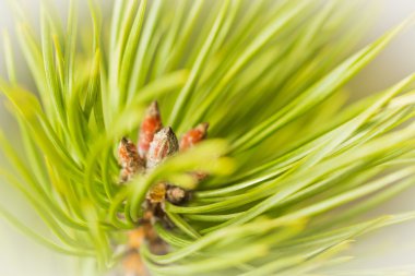Resinous pine buds clipart